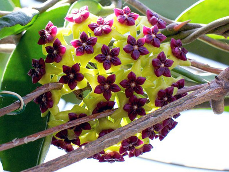 Hoya flowers can have different shades.