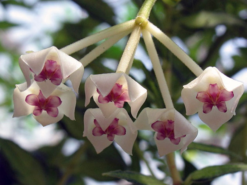 Hoya is beautiful during flowering - photo of inflorescences.