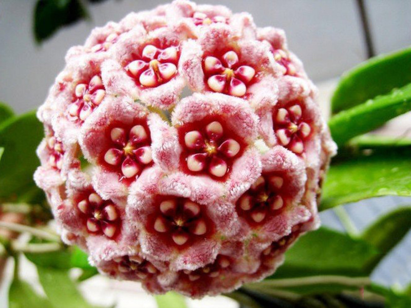 Hoya blooms very beautifully