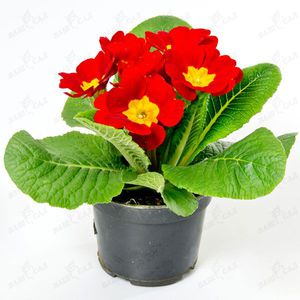 Primrose primrose is a beautiful potted plant