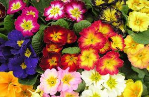 Primrose is a flowering houseplant