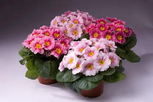 Potted primrose - beautiful bright flowers.