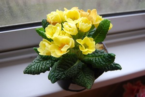 Indoor primrose yellow is shown in the photo