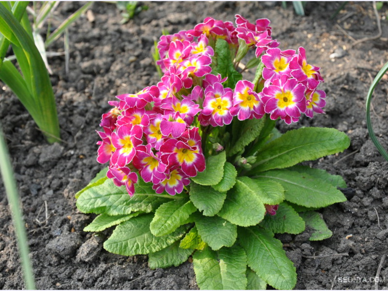 Common primrose can grow in a garden or in a pot at home.