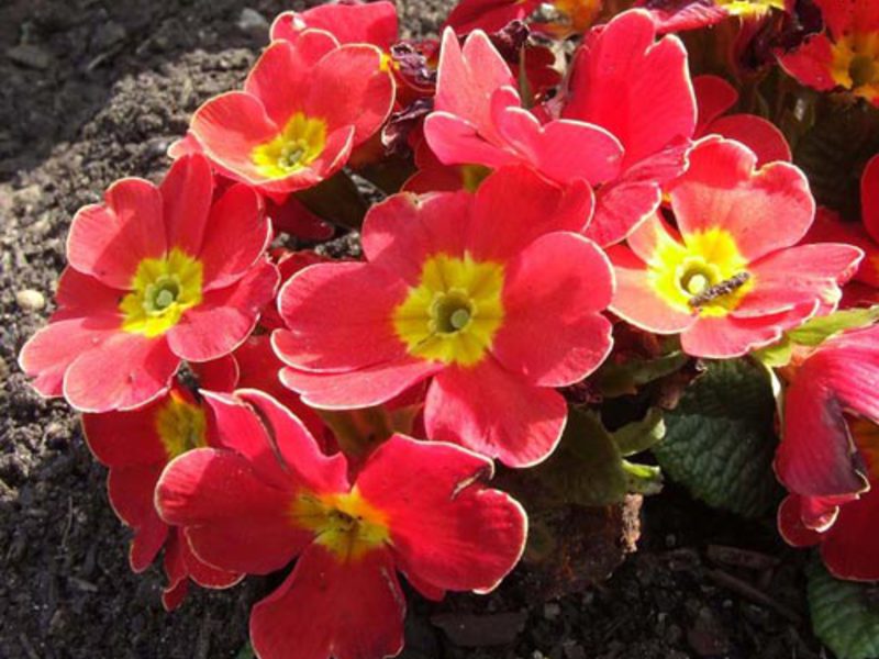 Primula sinensis - bright beautiful flowers