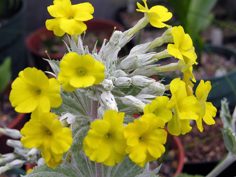  Primrose of Chusa - yellow flowers.