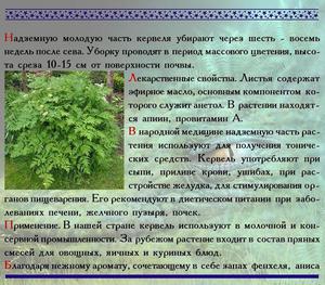 Description of useful and medicinal properties of chervil