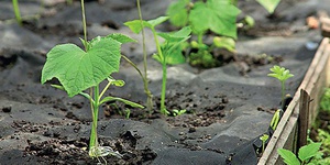 Description of the positive effects of epin on seedlings