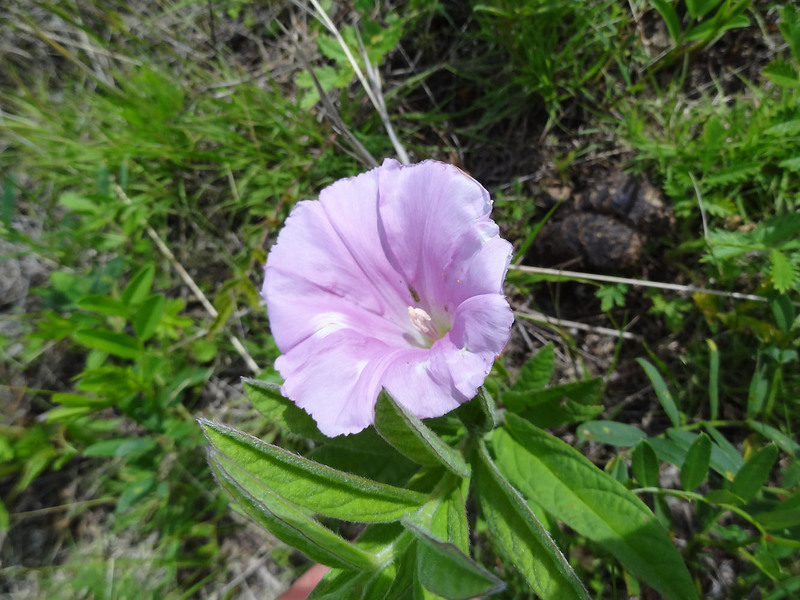 Description of dahurian calistegia with lowered leaves