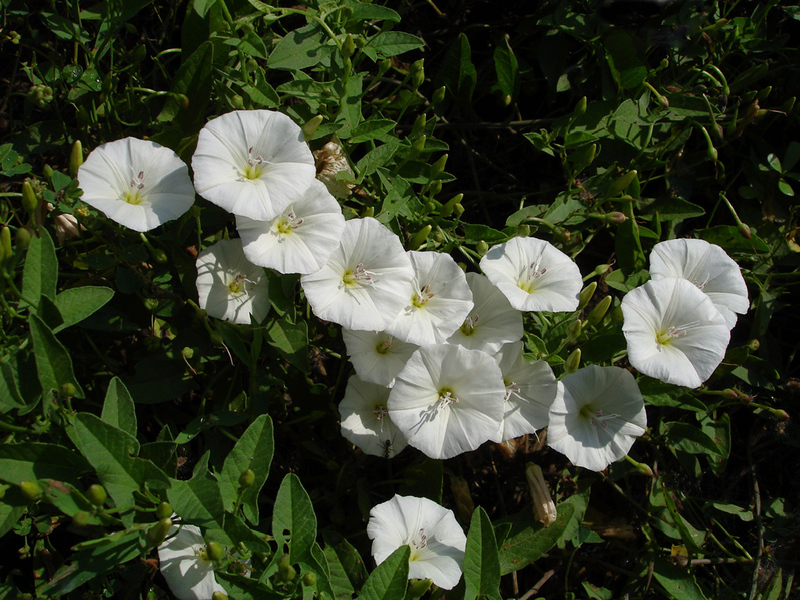 Description of curly calistegia