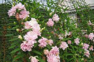 Features of planting pink calistegia