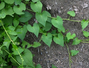 Description of the process of transplanting calistegia