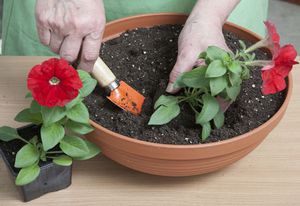 The nuances of growing petunias at home from seeds