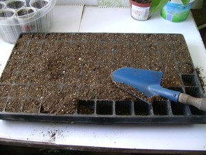 Description of the method of preparing the soil for sowing petunia seeds