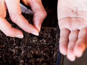 Features of planting petunia seeds at home