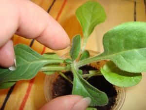 Features of pinching petunia seedlings