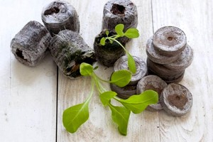 Description of the method of growing seedlings of petunias in peat tablets