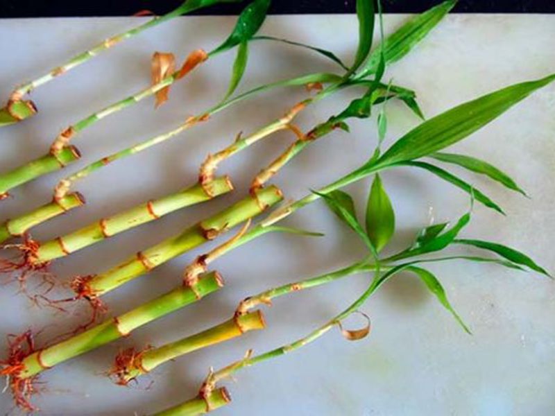 Description of bamboo plant