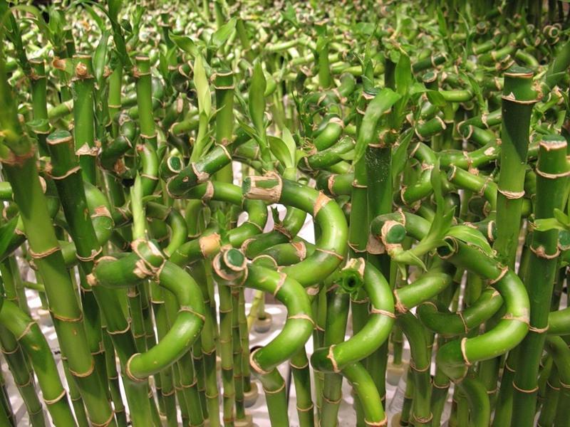 Watering bamboo