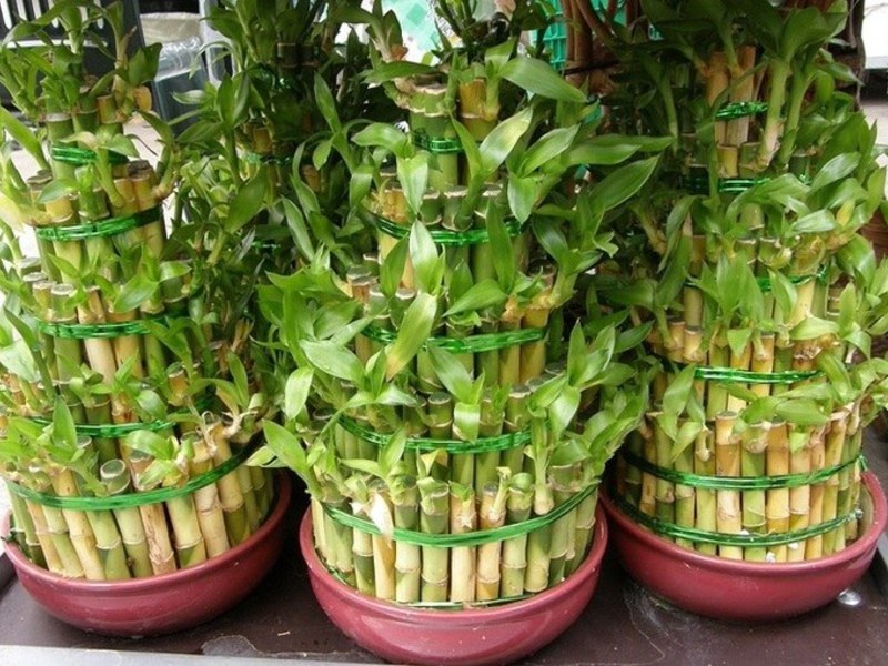 Planting bamboo