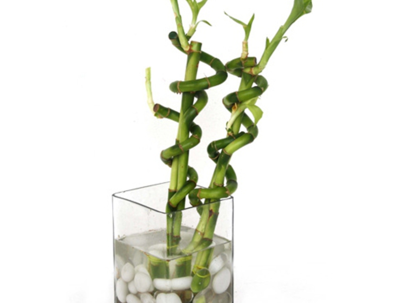 Bamboo plant appearance