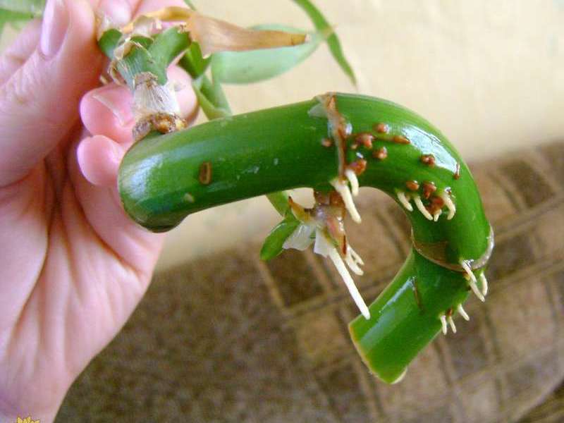 Bamboo root system