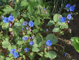 Phacelia blooms are small blue flowers.