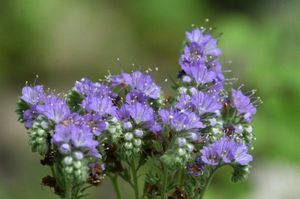 Purple phacelia during flowering.