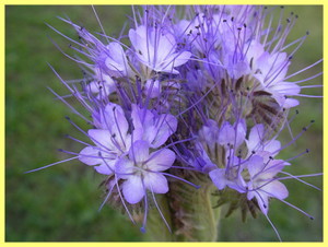 Phacelia tansy - features and care.