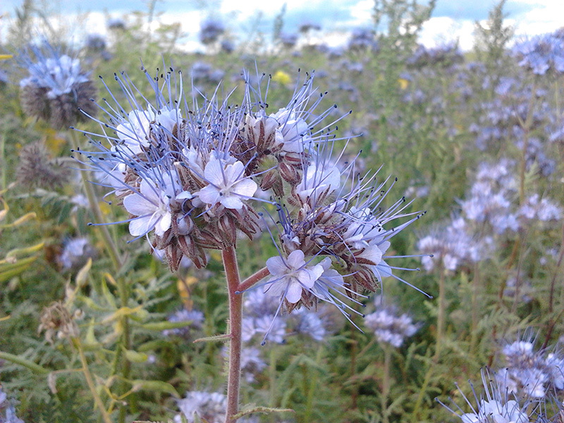 Phacelia is not only a beautiful plant, but also a melliferous one.