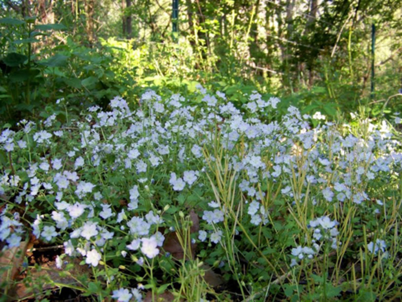 Phacelia Pursha - photo of a flowering bush.