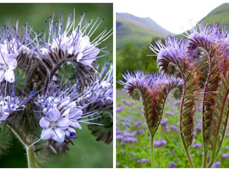 Phacelia twisted is another type of plant.