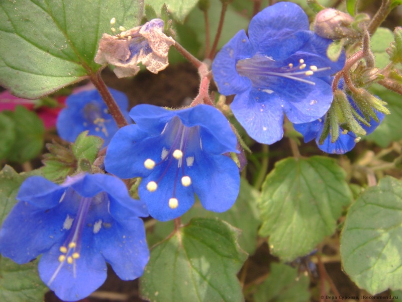 Phacelia bell-shaped - care and reproduction.