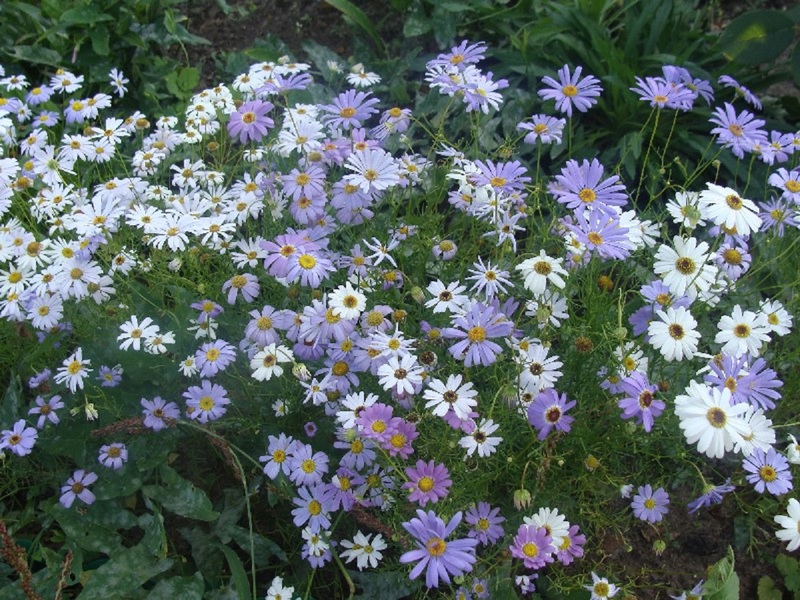 Description of the flowers of the Brachikoma variety Lake of Swans