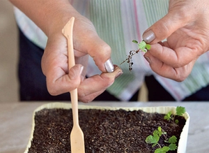 Features of growing brachycoma from seeds