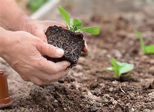 Description of the process of transplanting brachicoma seedlings into open ground