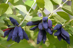 Honeysuckle in the garden