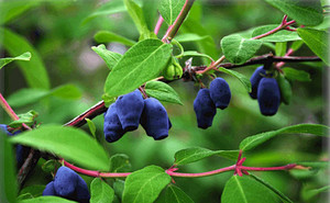 Edible varieties of honeysuckle