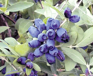 Growing honeysuckle