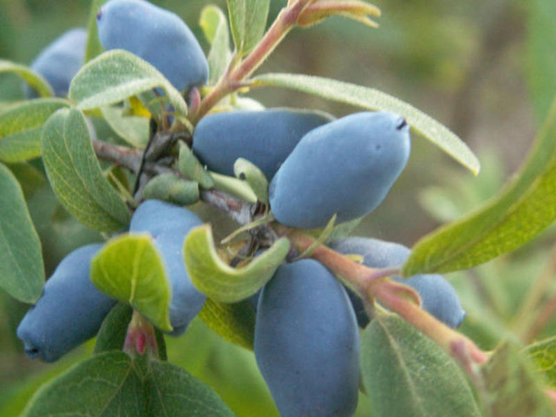 Description of the plant honeysuckle