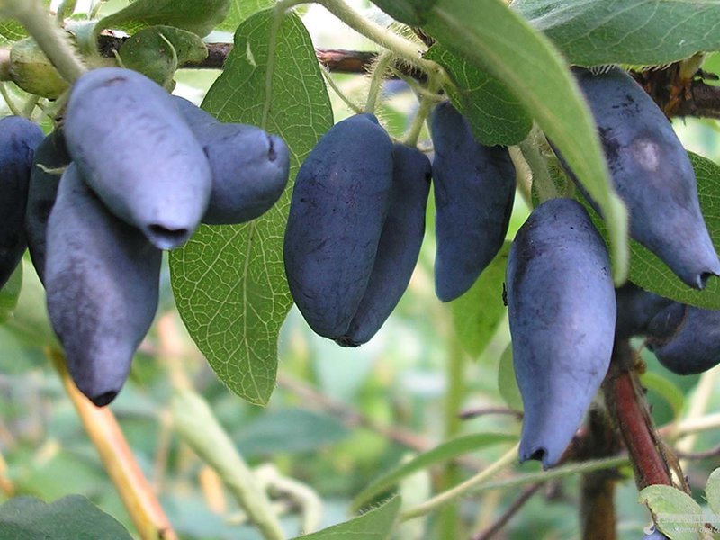 Honeysuckle edible blue bird