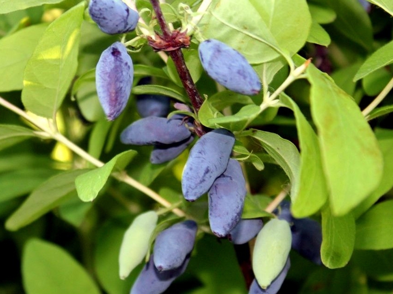 How to grow honeysuckle