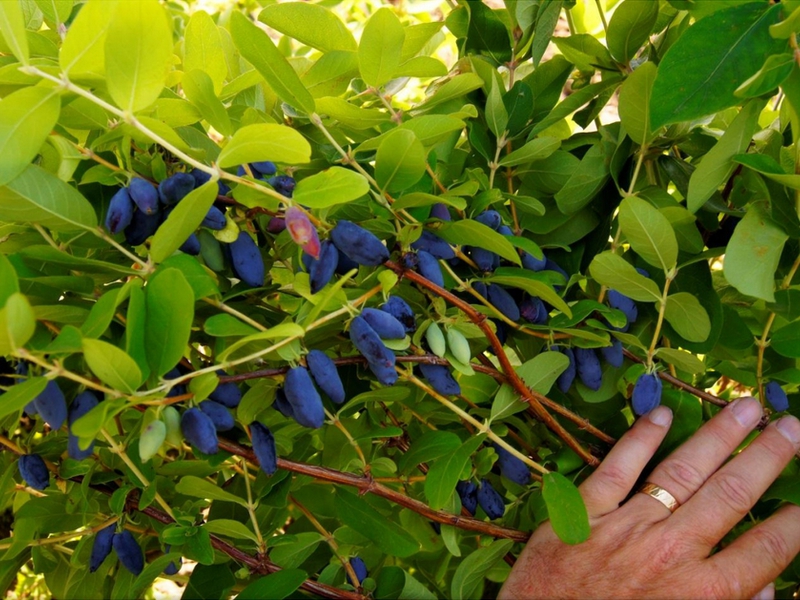 Is honeysuckle harmful