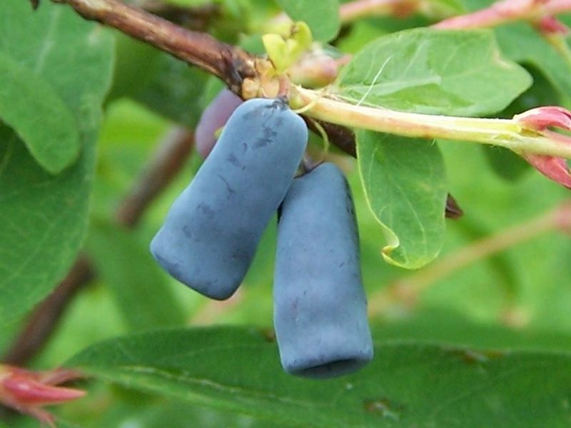 Blue honeysuckle varieties