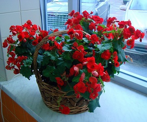 Description of indoor begonia