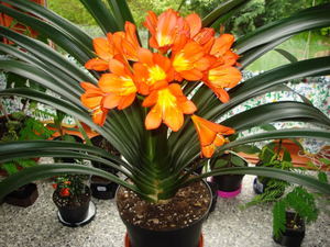 Description of indoor flower clivia