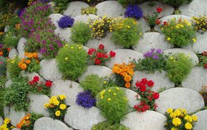 Perennials blooming all summer