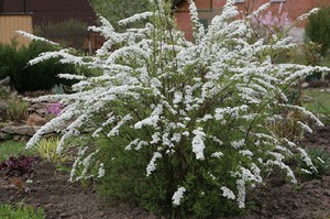 Country flowers