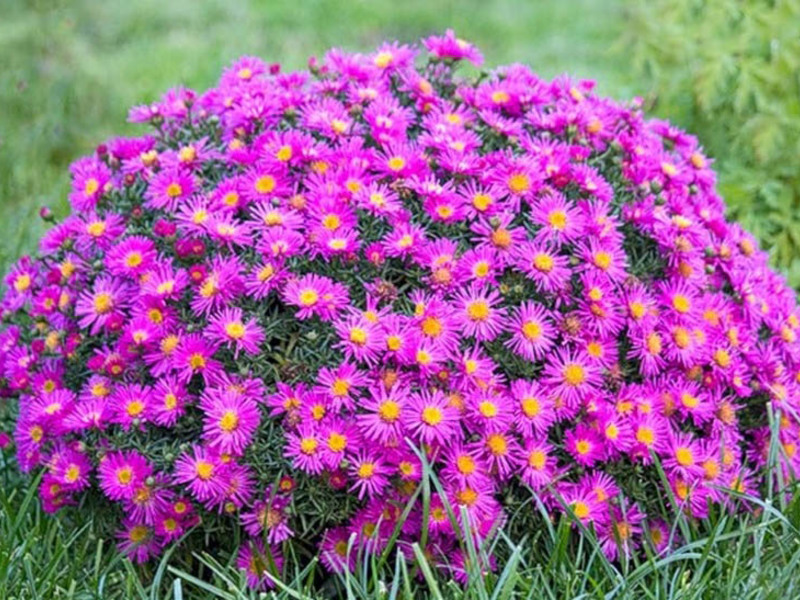 Plot decoration with perennials