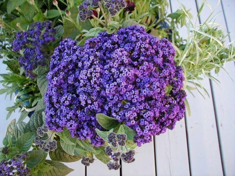 Curly flower varieties